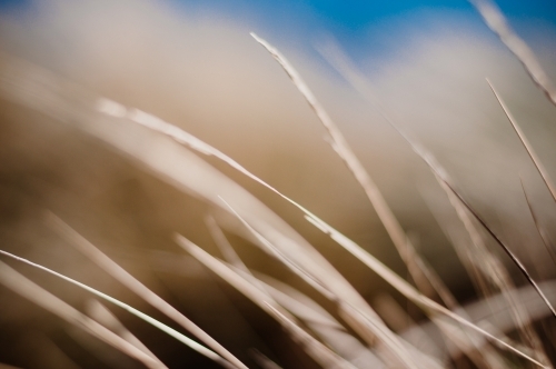 Grass in the wind - Australian Stock Image