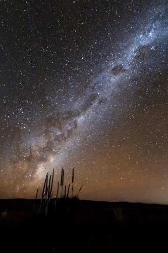 grass tree silhouette against Milky Way - Australian Stock Image