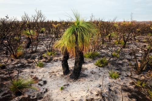 Grass Tree (Xanthorrhoea) After Fire - Australian Stock Image