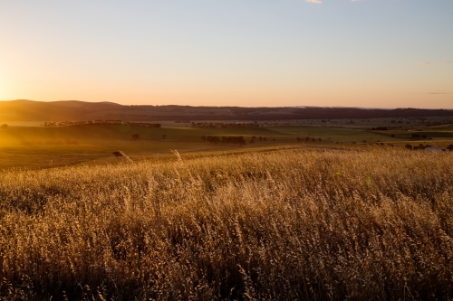 grasses backlit by setting sun - Australian Stock Image