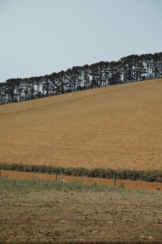 Grassy field with tree line in the background in a farmland region - Australian Stock Image