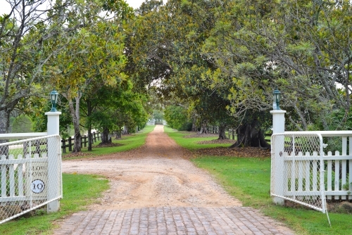 Gravel road lined with native trees through a white picket fence - Australian Stock Image