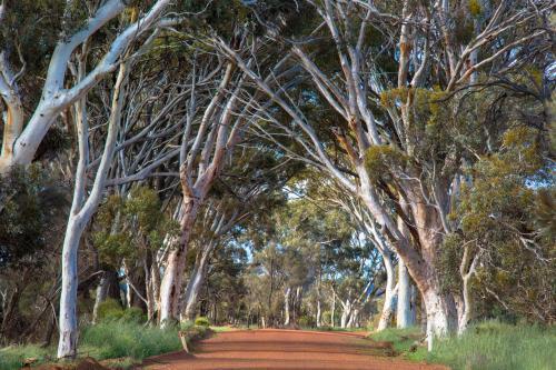 Gravel road lined with white gum trees - Australian Stock Image