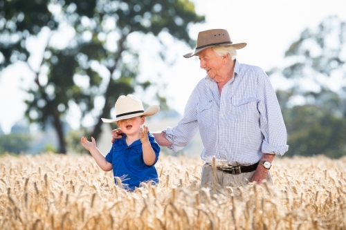 Great grandfather and great grandson in wheat crop - Australian Stock Image