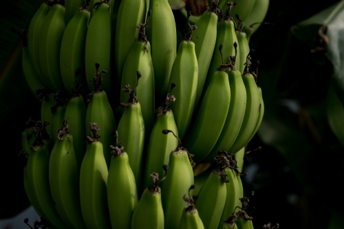 Green bananas growing in a bunch - Australian Stock Image