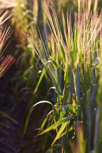 Green barley crop - Australian Stock Image