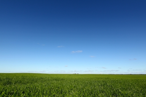 Green cereal crop and blue sky - Australian Stock Image