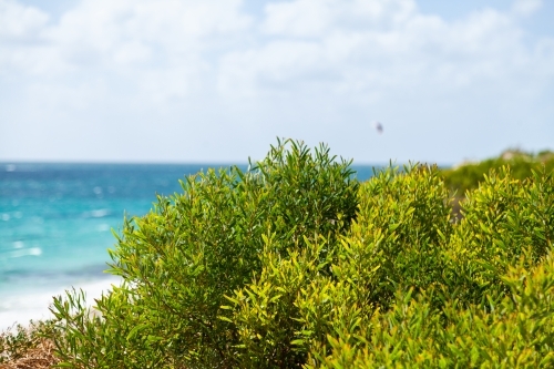 Green coastal plants growing on coastal sand dunes backlit by summer light - Australian Stock Image