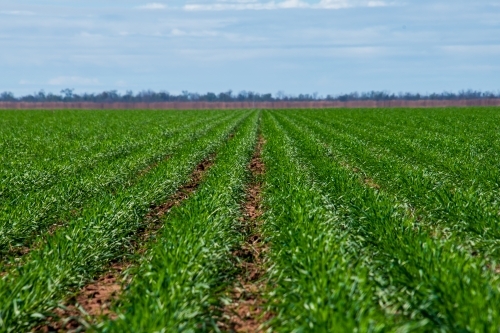 green crop of wheat growing in flat farm paddock - Australian Stock Image