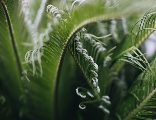 Green Cycad - Australian Stock Image