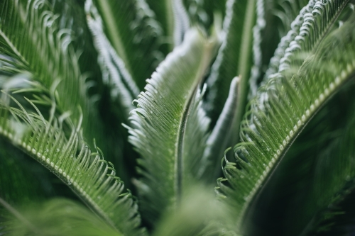 Green Cycad - Australian Stock Image