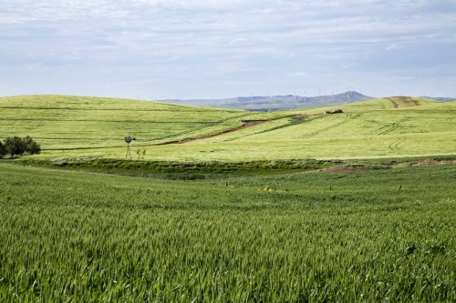 Green fields of wheat and barley with windmill in rolling hills - Australian Stock Image
