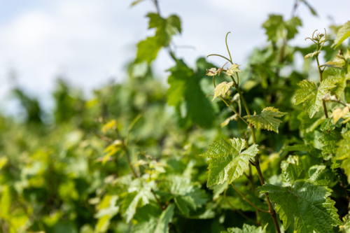 Green grapevine shoots - Australian Stock Image