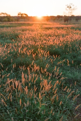 Green Grass at Sunset - Australian Stock Image