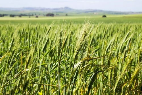 Green heads of wheat with hills in background - Australian Stock Image