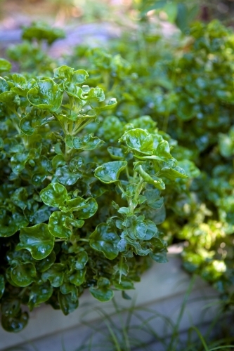 Green leafy plant growing in garden box - Australian Stock Image