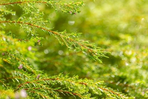 green leaves on bush or shrub with dewdrops - Australian Stock Image