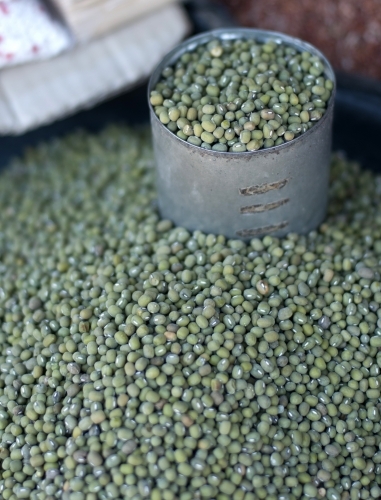 Green Lentils