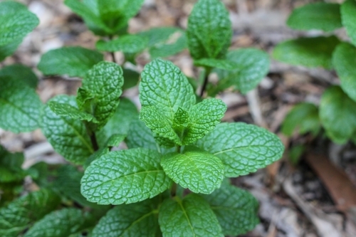 Green mint leaf detail - Australian Stock Image