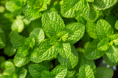 Green mint leaves growing in lush garden - Australian Stock Image