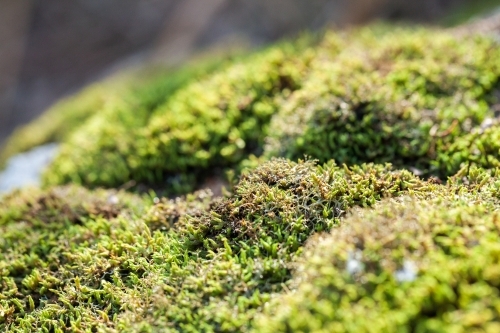 Green moss covered rock - Australian Stock Image