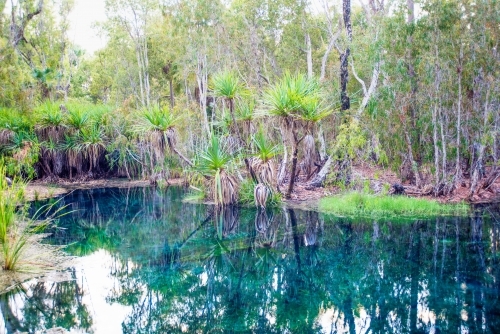 Green palm trees in the hot springs of Northern Territory - Australian Stock Image