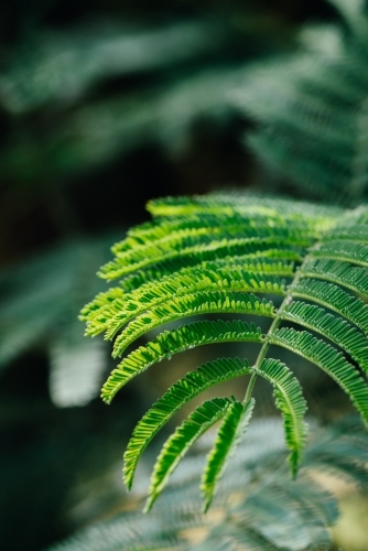 Green plant leaves background - Australian Stock Image