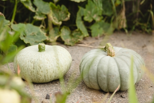 Green pumpkins - Australian Stock Image