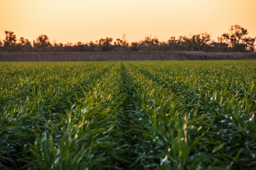 Green rows of wheat crop in paddock - Australian Stock Image