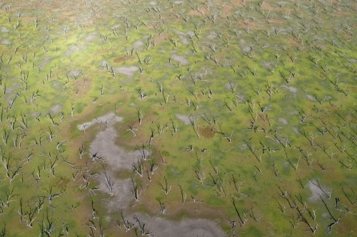 Green Rural Outback Aerial Landscape with Dead Trees