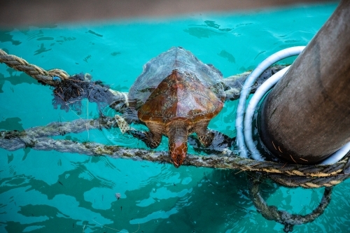 Green Sea Turtle resting on ropes near the jetty at Heron Island - Australian Stock Image