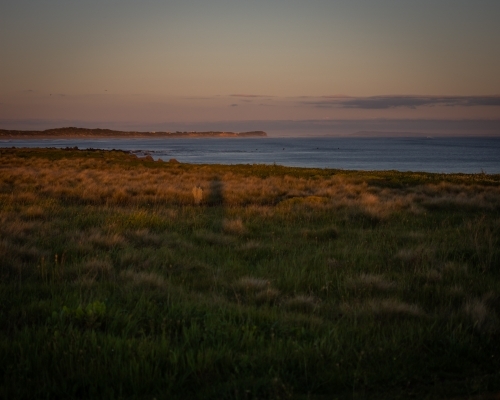 Green Seaside Field at Sunset - Australian Stock Image