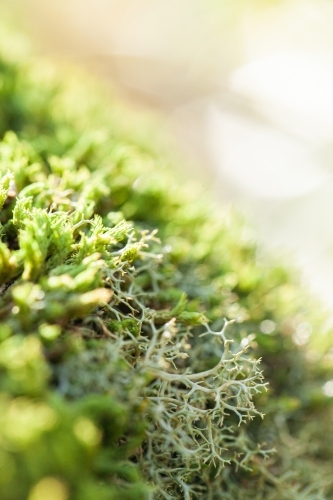 Green sunlit lichen growing in moss on rock