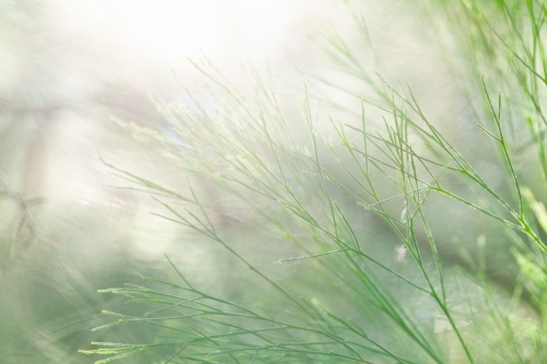 Green texture of pine needles - Australian Stock Image