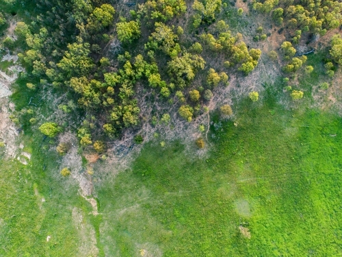 Green trees and grass in farm paddock - Australian Stock Image