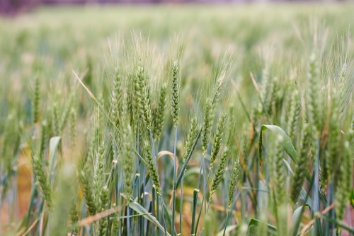 Green wheat crop closeup - Australian Stock Image