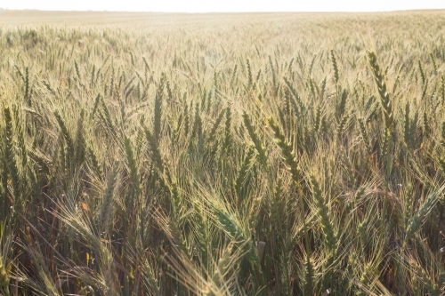 Green wheat plants in head with evening sunlight flare - Australian Stock Image