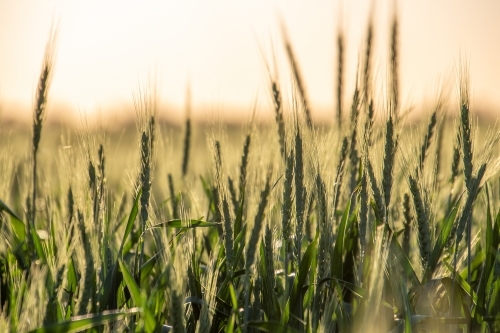 Green wheat seed heads backlit by morning light - Australian Stock Image