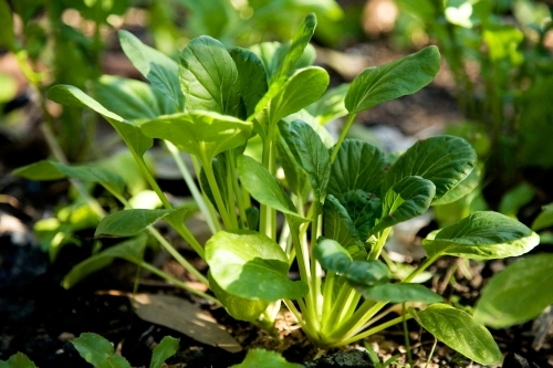 Greens growing in the garden - Australian Stock Image