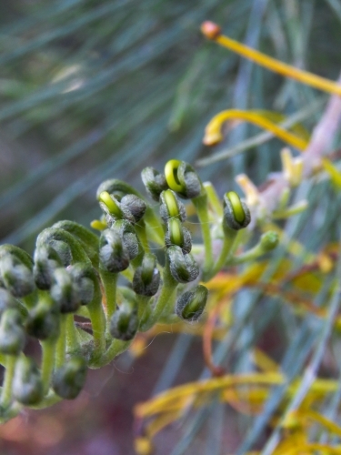 Grevillea buds about to open, flower remnants in the background - Australian Stock Image