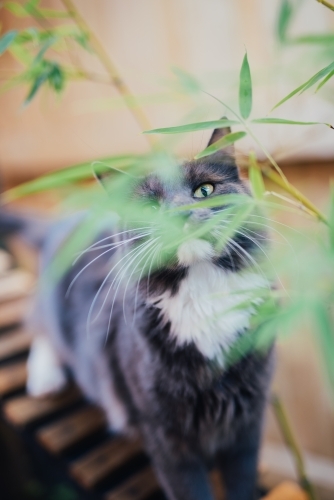 Grey cat peeping through bamboo - Australian Stock Image