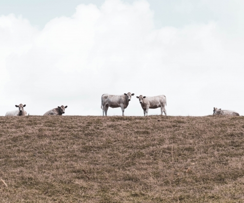 grey cows  looking at you on the crest of a summer grass hill - Australian Stock Image