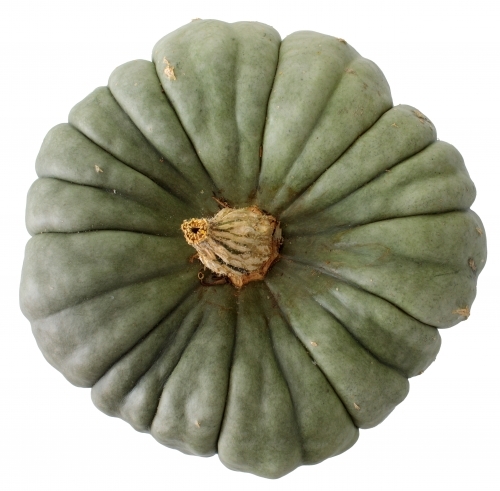 Grey-green pumpkin on white background - Australian Stock Image