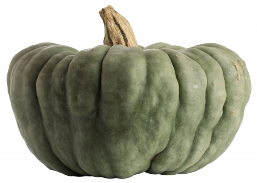 Grey-green pumpkin on white background - Australian Stock Image
