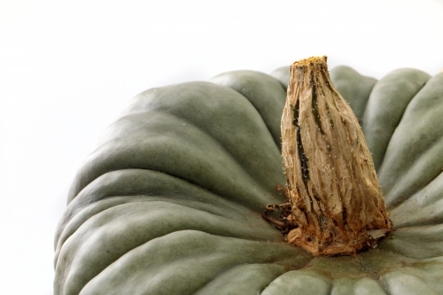 Grey-green pumpkin on white background - Australian Stock Image
