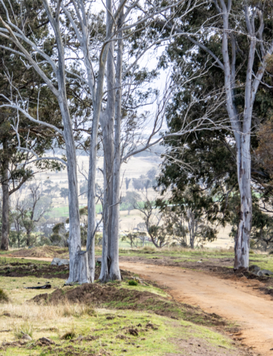 Grey gum trees and a rural dirt country road - Australian Stock Image