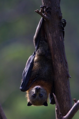 Grey Headed Flying Fox - Australian Stock Image