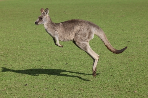 Grey Kangaroo Hopping - Australian Stock Image