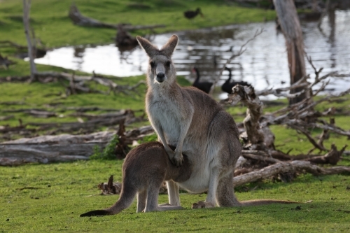 Grey Kangaroo Joey Feeding - Australian Stock Image