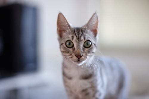 Grey tabby kitten with wide eyes - Australian Stock Image